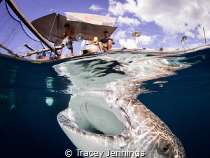 Interaction between fishermen and whale sharks in Papua, ... by Tracey Jennings 